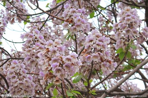 梧桐樹開花